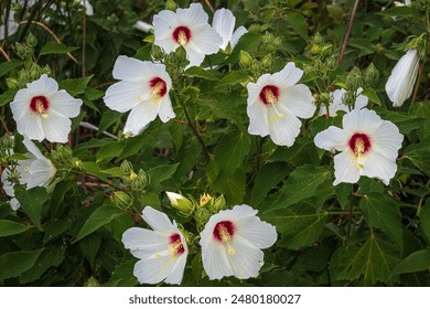 222444开奖结果最新公布,速来查看幸运号码! 222444开奖结果最新公布,速来查看幸运号码!